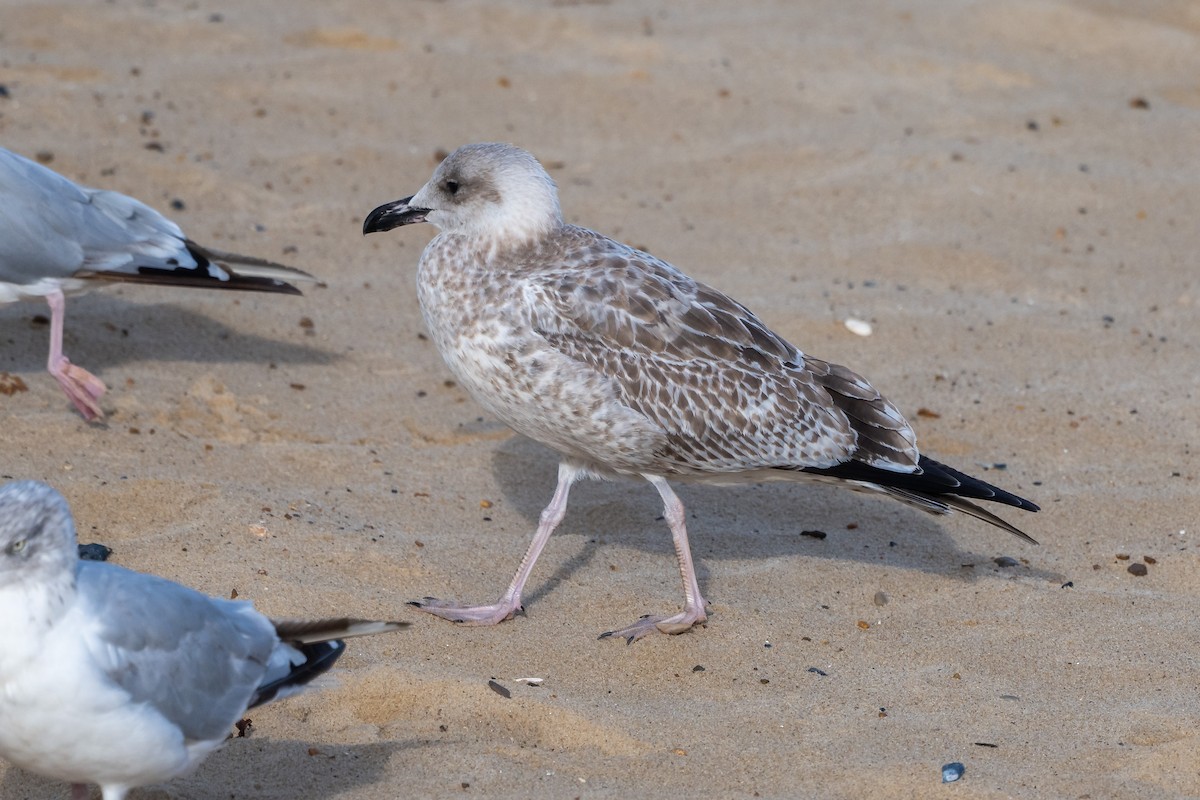 Caspian Gull - ML642547980