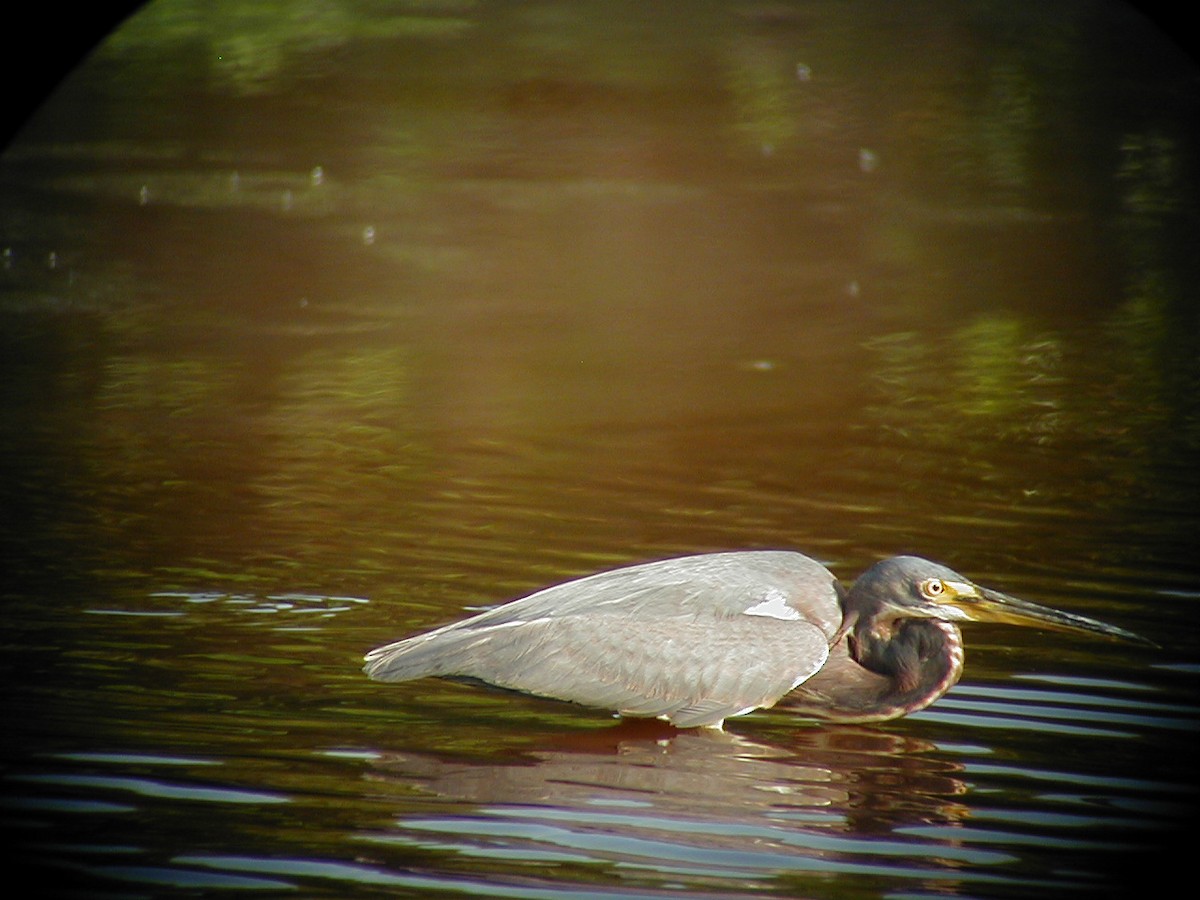 Tricolored Heron - ML642547984
