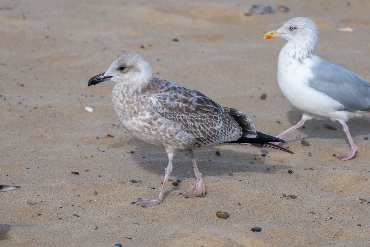 Caspian Gull - ML642547987