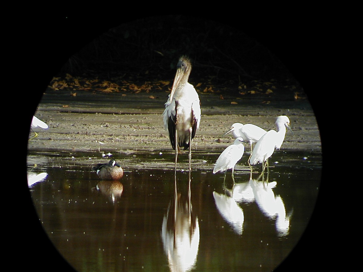 Wood Stork - ML642547989