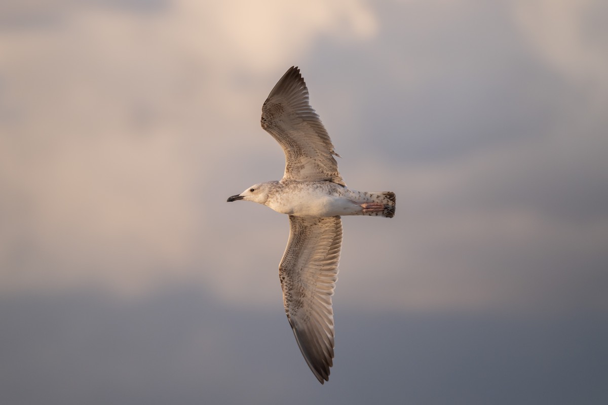 Caspian Gull - ML642548002