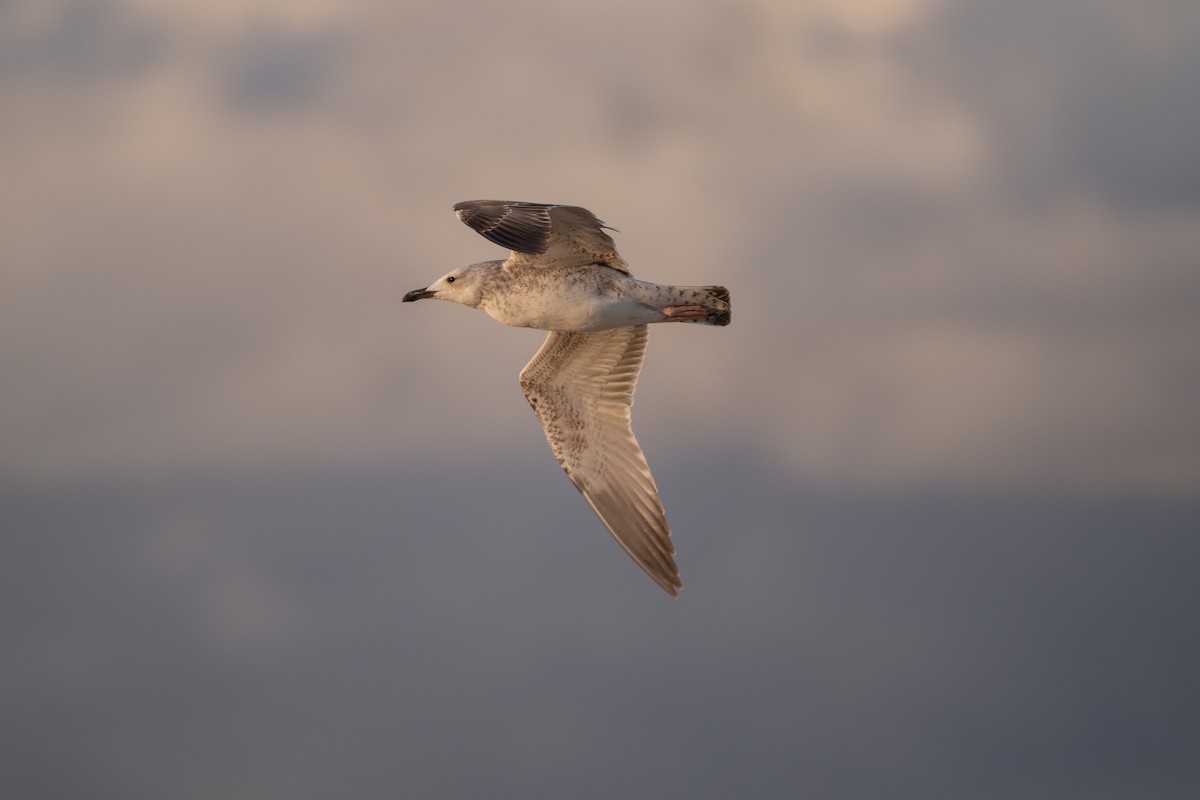 Caspian Gull - ML642548010