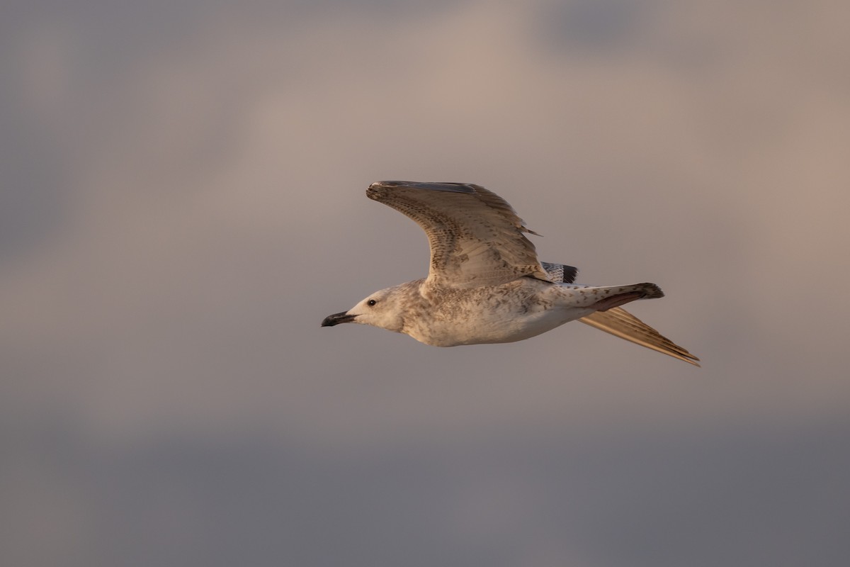 Caspian Gull - ML642548018