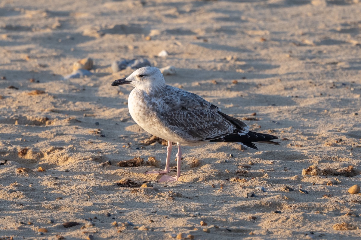 Caspian Gull - ML642548024