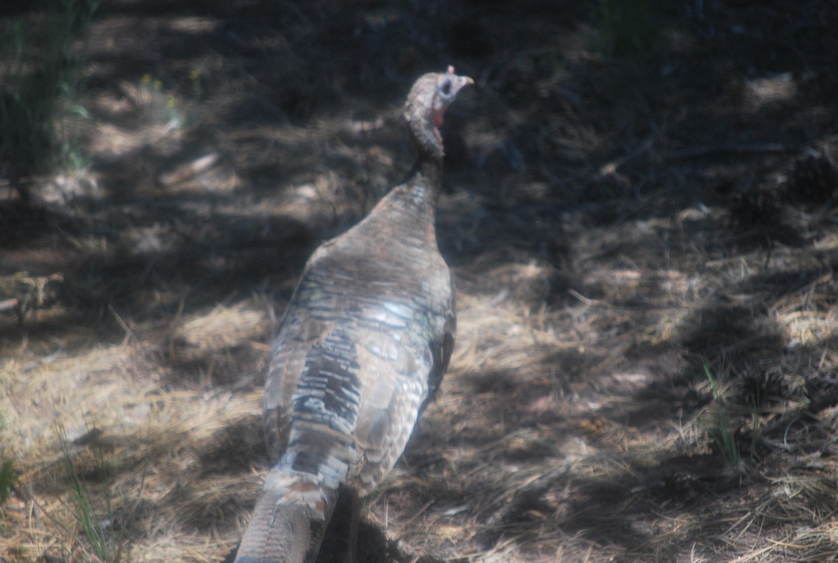 Wild Turkey - ML642548028