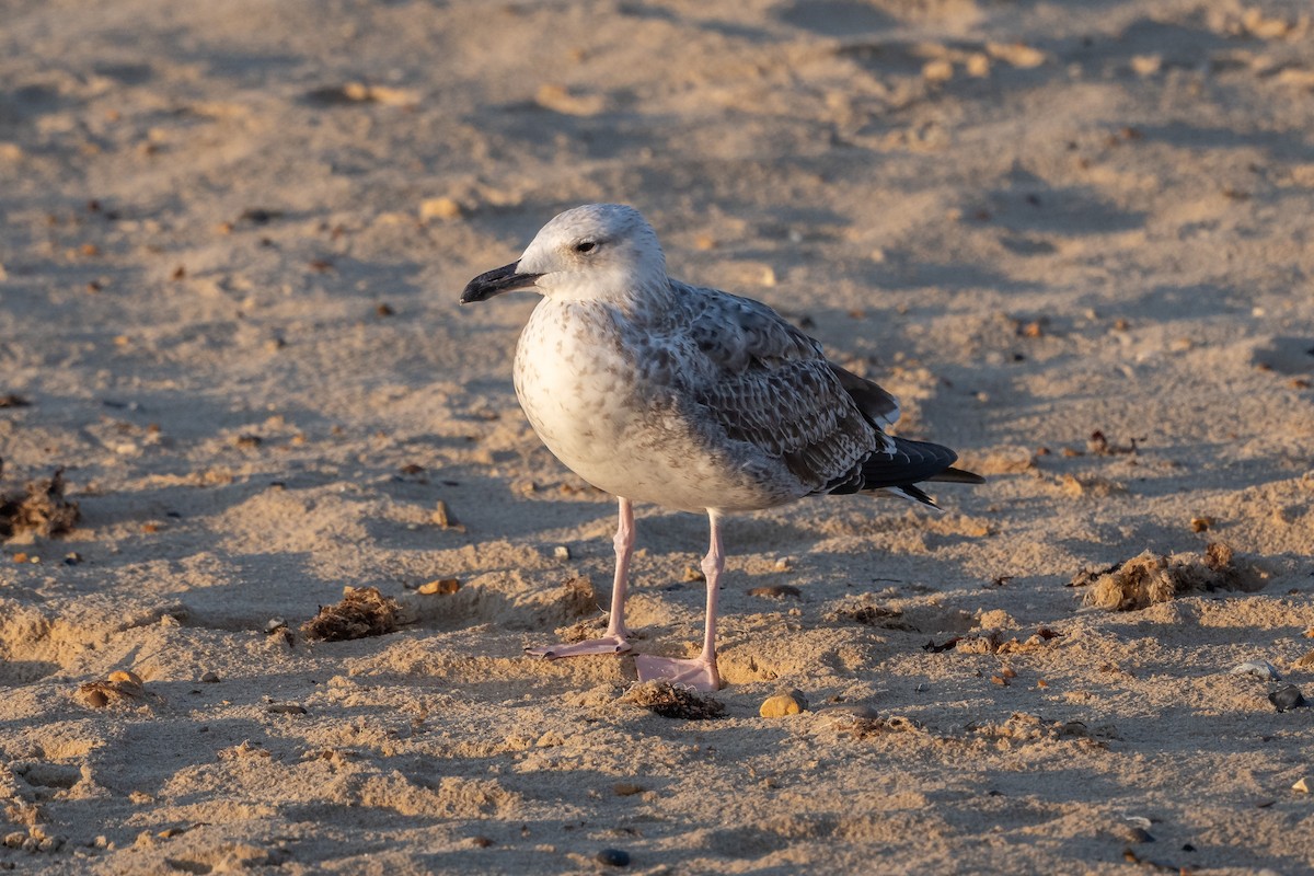 Caspian Gull - ML642548031