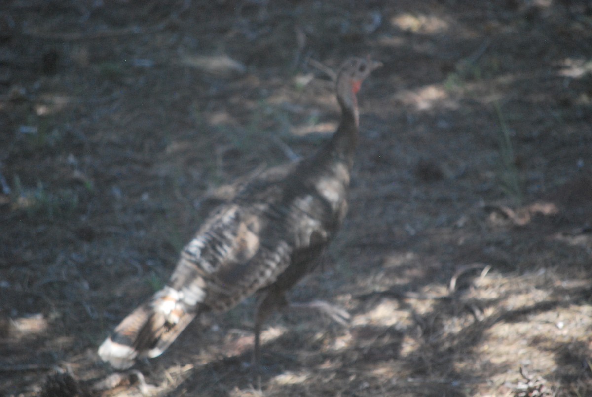 Wild Turkey - ML642548057