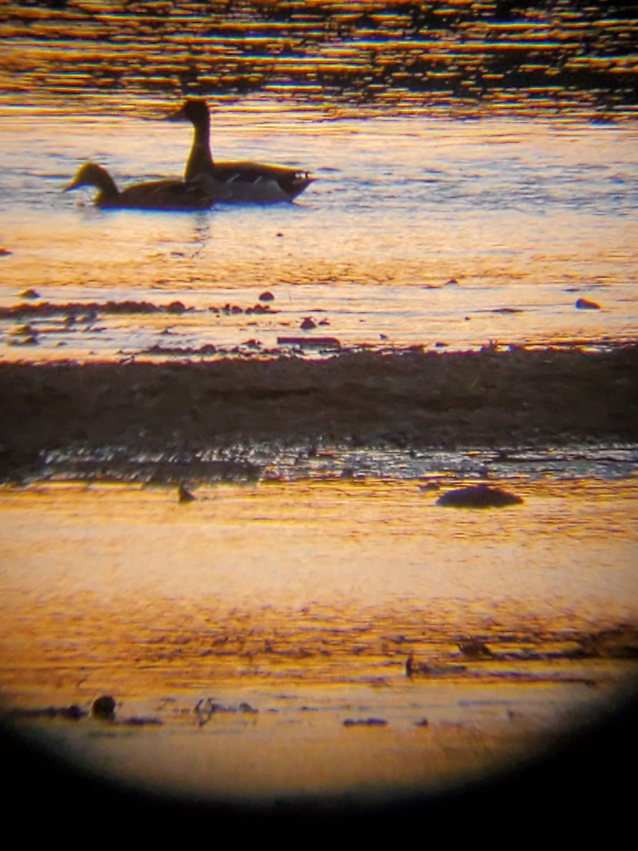 Mallard - ML642548085