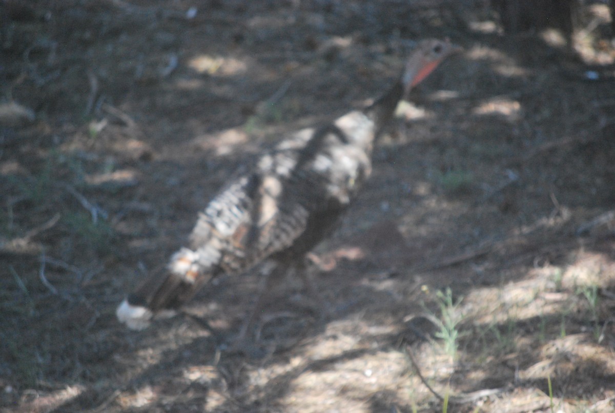 Wild Turkey - ML642548088
