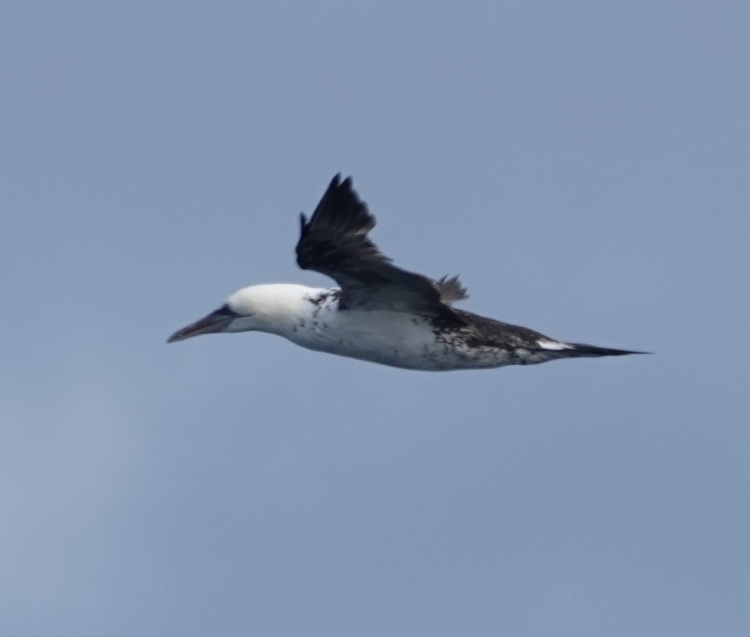 Northern Gannet - ML642548110