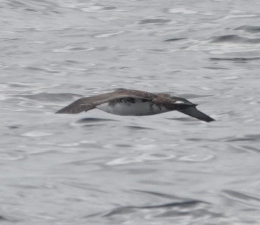 Great Shearwater - ML642548156