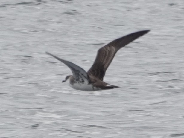 Great Shearwater - ML642548157