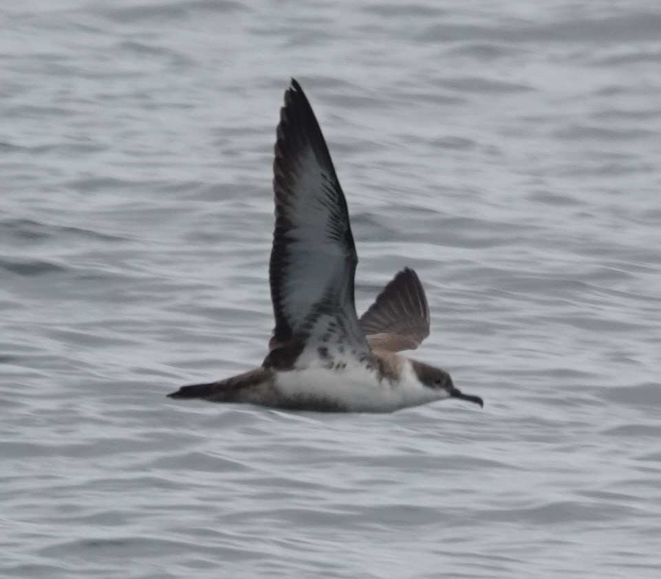 Great Shearwater - ML642548158