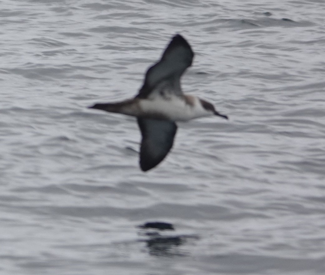 Great Shearwater - ML642548159