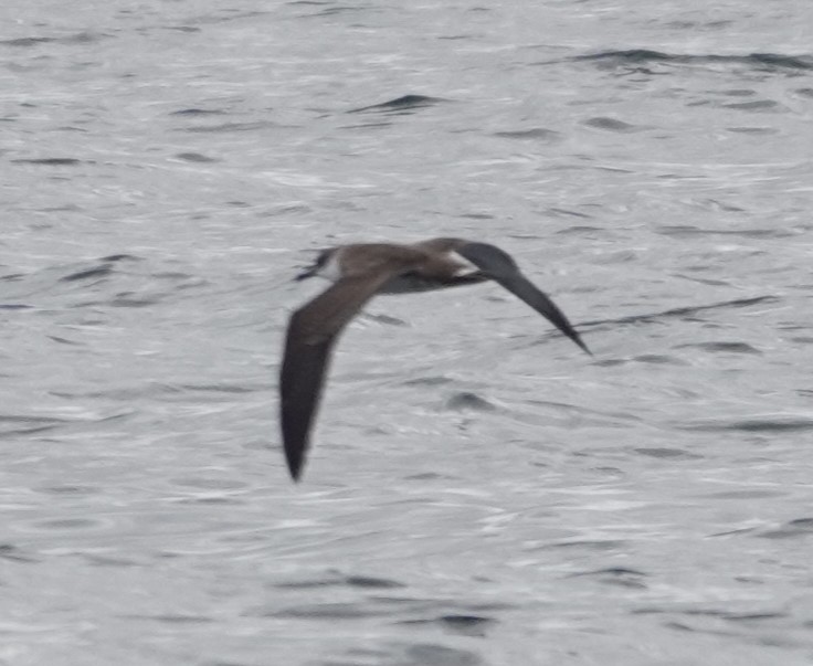 Great Shearwater - ML642548160