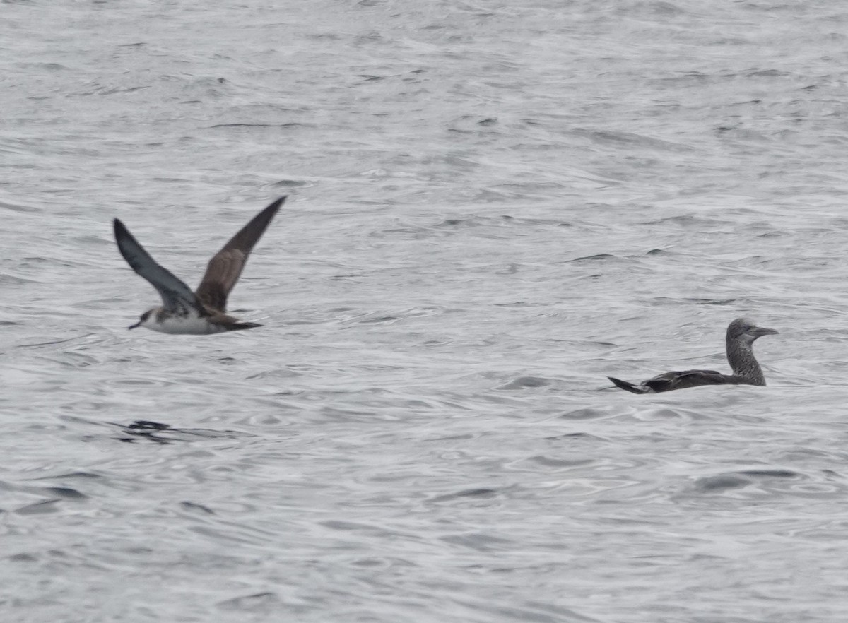 Great Shearwater - ML642548161