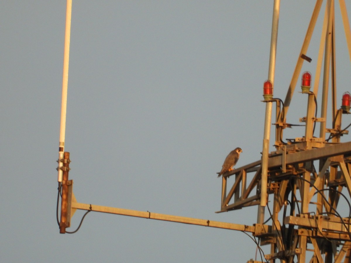 Peregrine Falcon - ML642548169