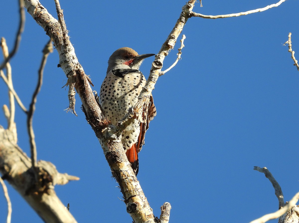 Northern Flicker - ML642548175