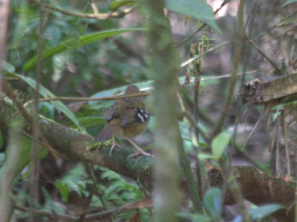Squamate Antbird - ML642548183