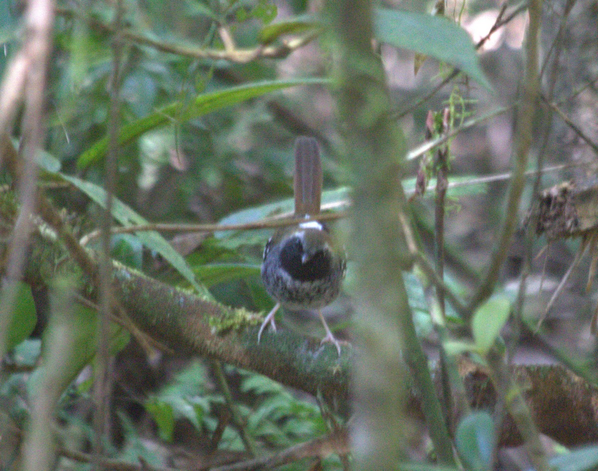 Squamate Antbird - ML642548184