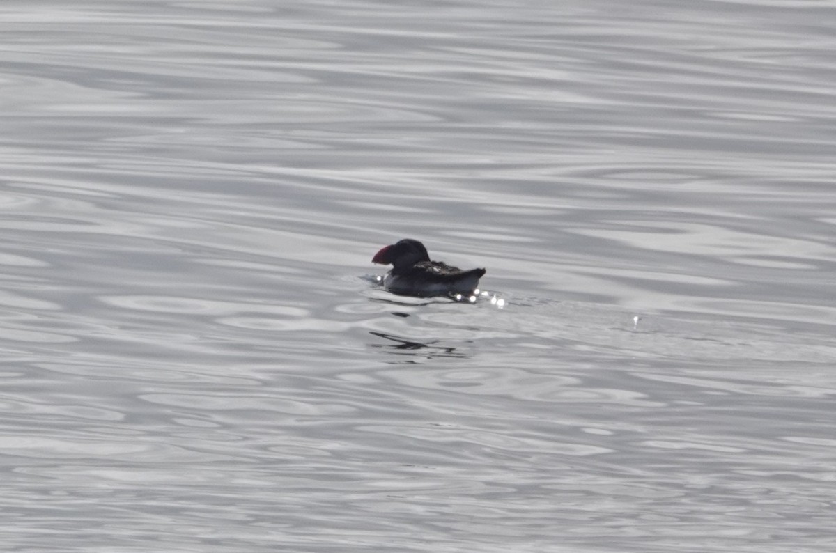 Atlantic Puffin - ML642548192