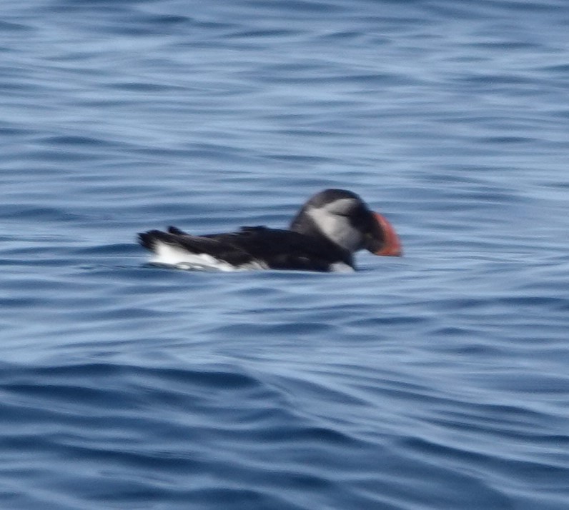 Atlantic Puffin - ML642548193