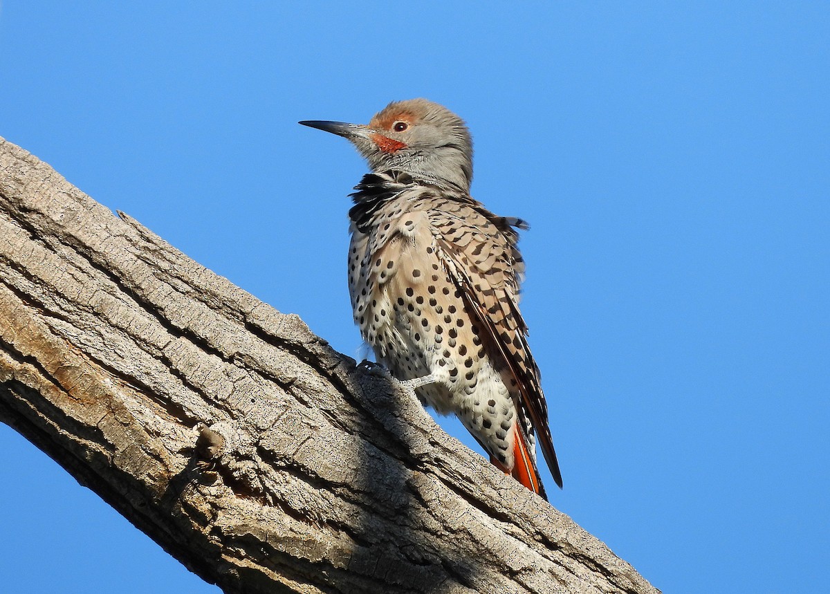 Northern Flicker - ML642548198