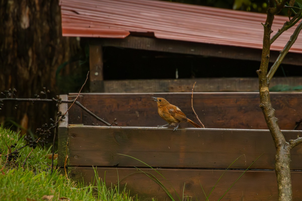 White-lined Tanager - ML642548219