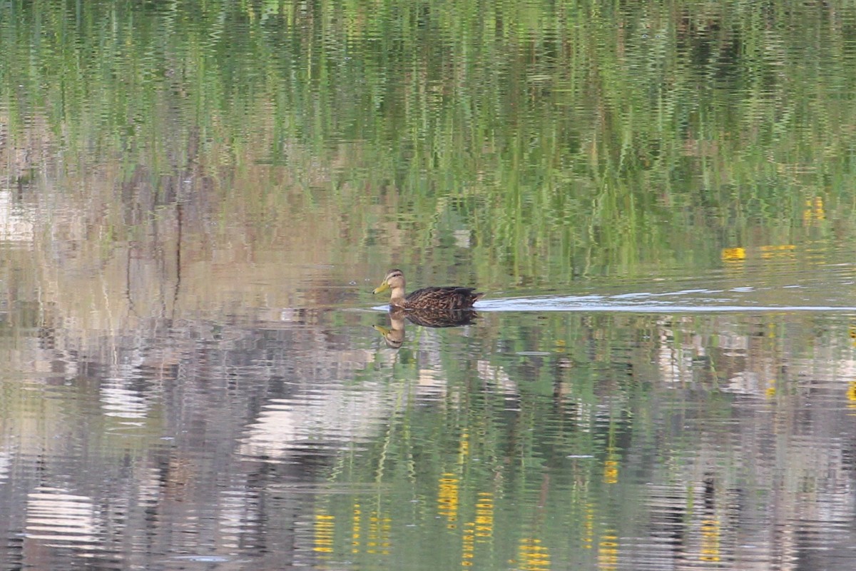 Mexican Duck - ML642548228
