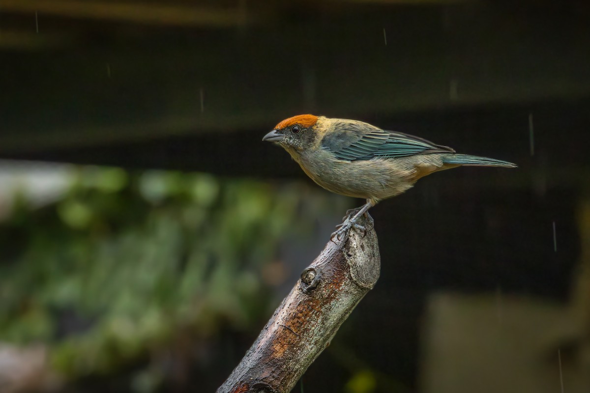 Scrub Tanager - ML642548272
