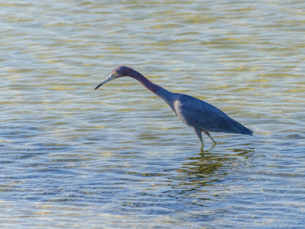 Little Blue Heron - ML642548276