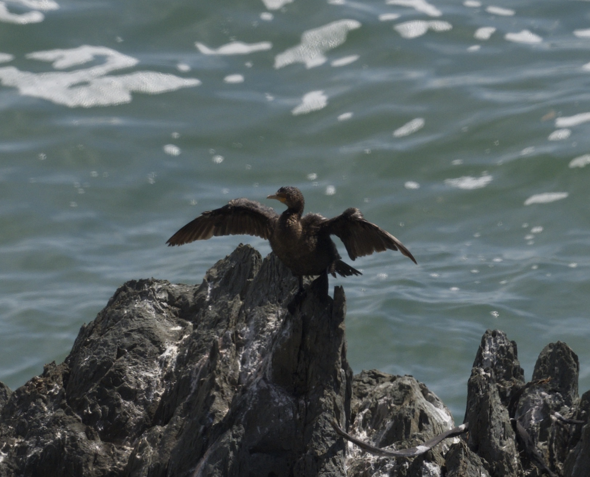 Crowned Cormorant - ML642548279