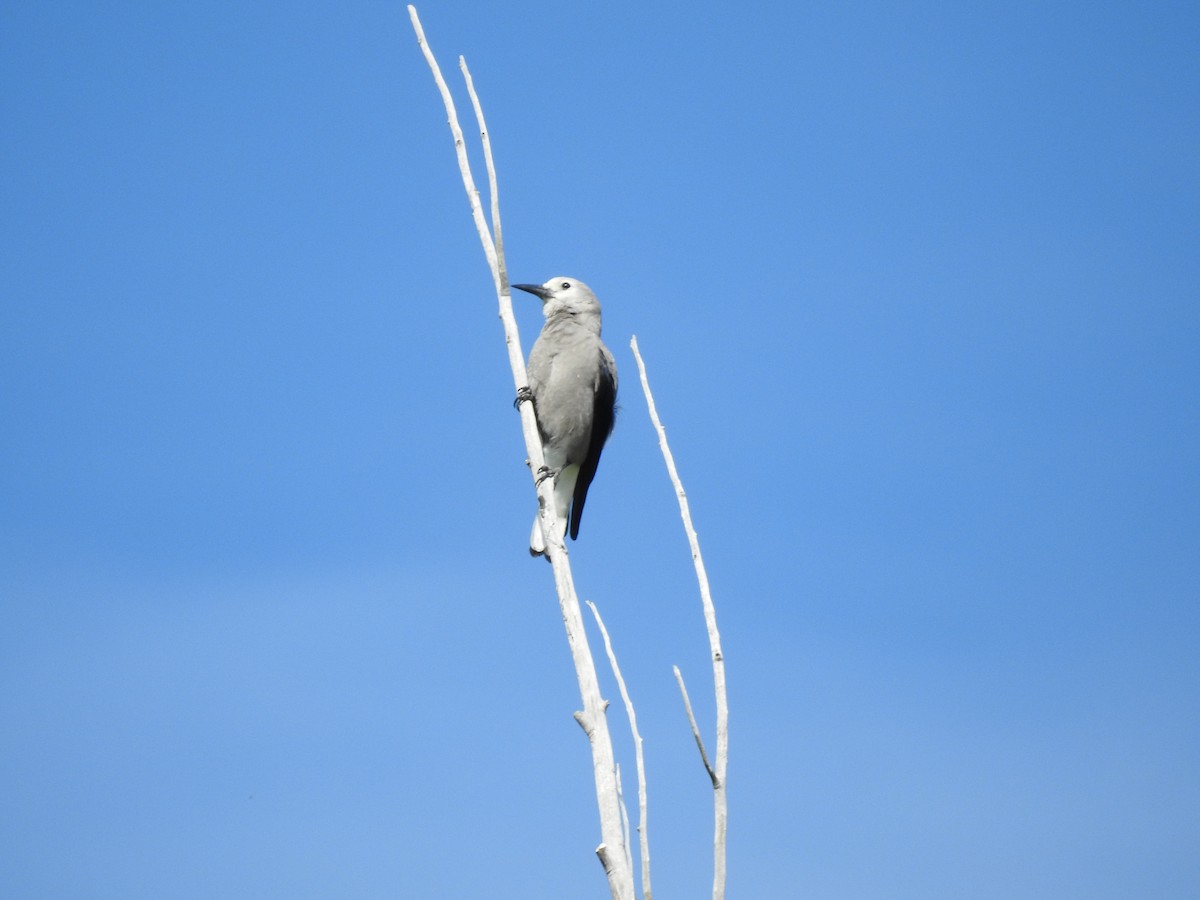 Clark's Nutcracker - ML642548314