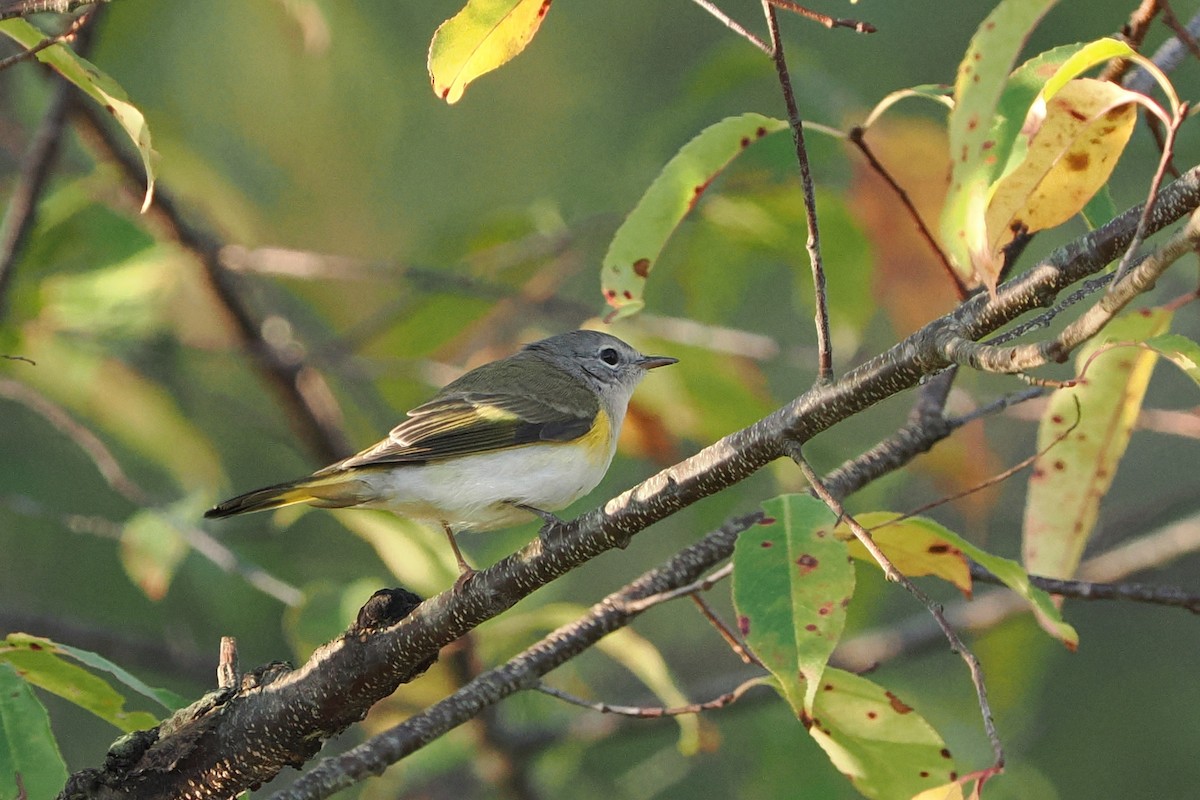 American Redstart - ML642548319