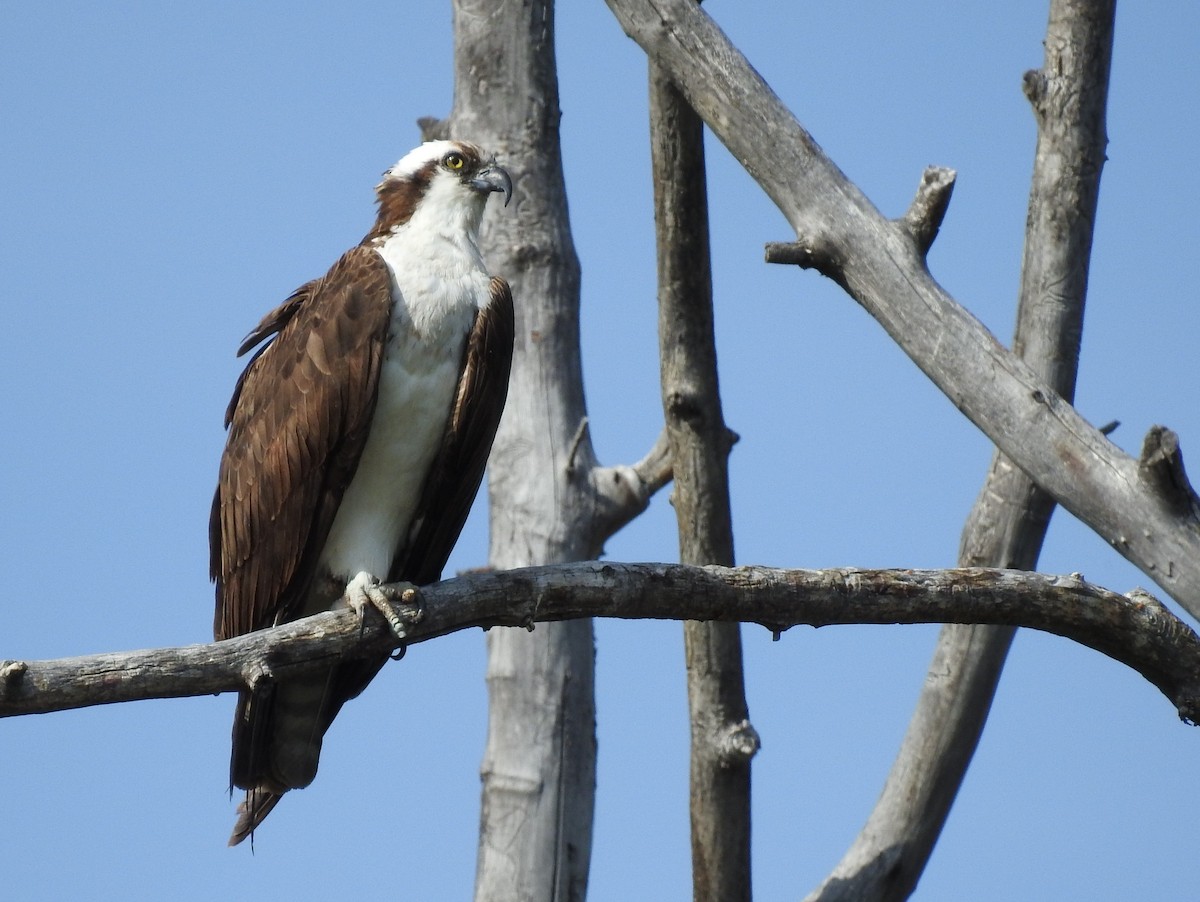 Osprey - ML642548338