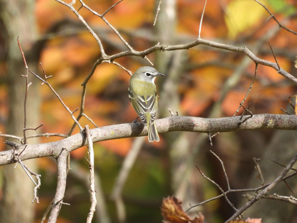 Blue-headed Vireo - ML642548397