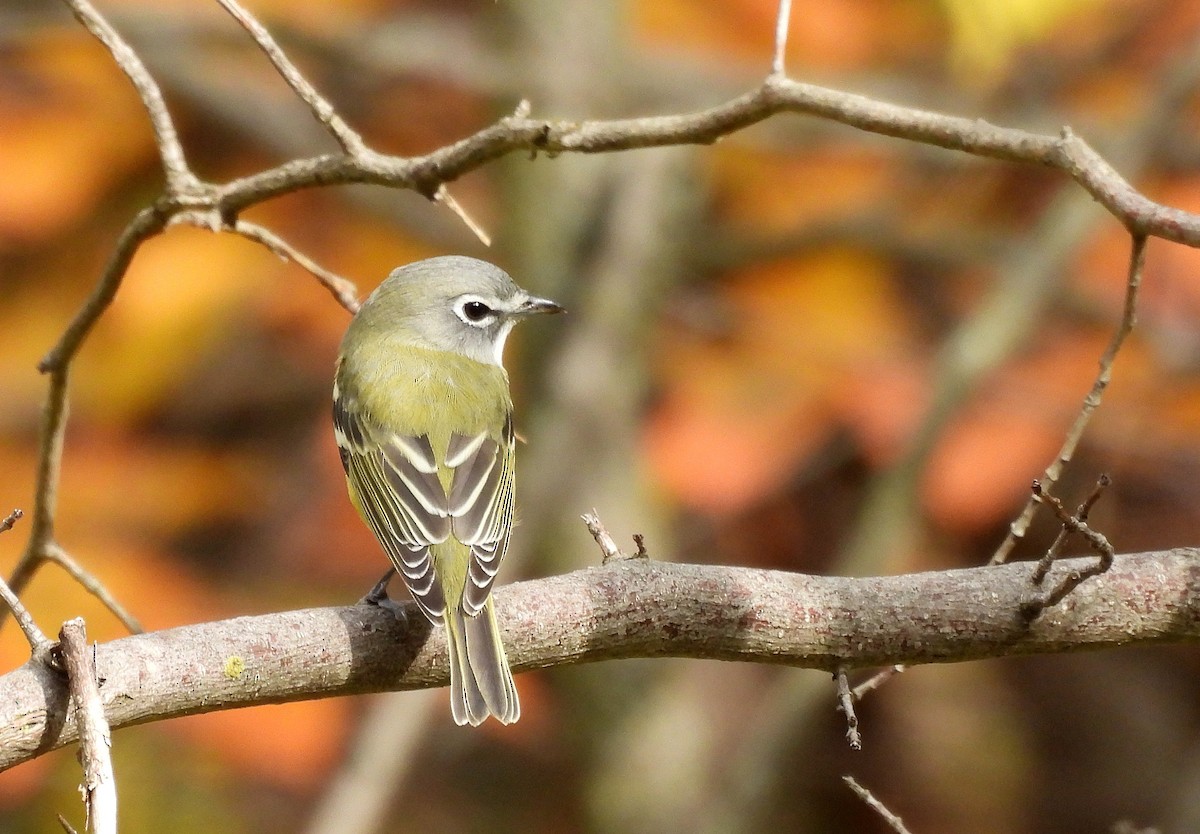 Blue-headed Vireo - ML642548398