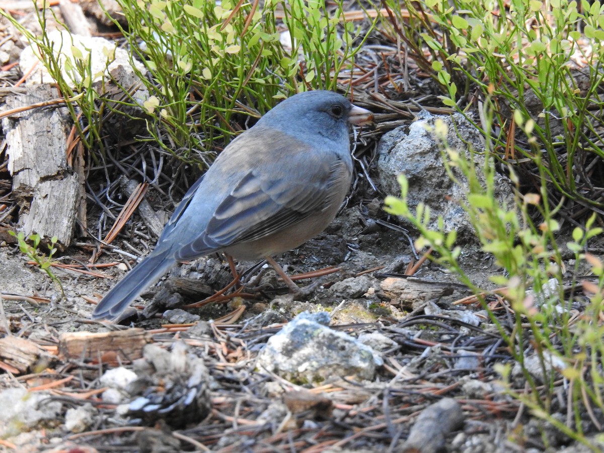 Dark-eyed Junco (Pink-sided) - ML642548411