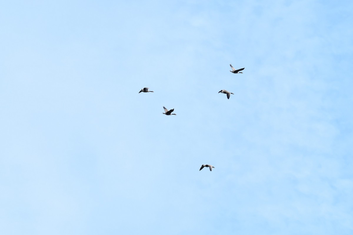 Canada Goose - ML642548426