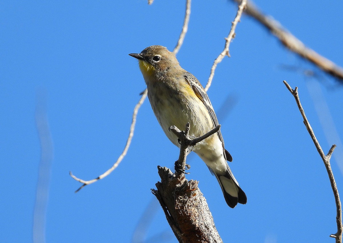 Yellow-rumped Warbler - ML642548427
