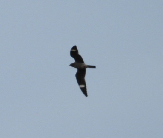 Common Nighthawk - ML642548432