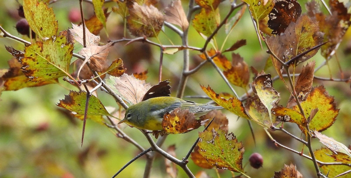 Northern Parula - ML642548446
