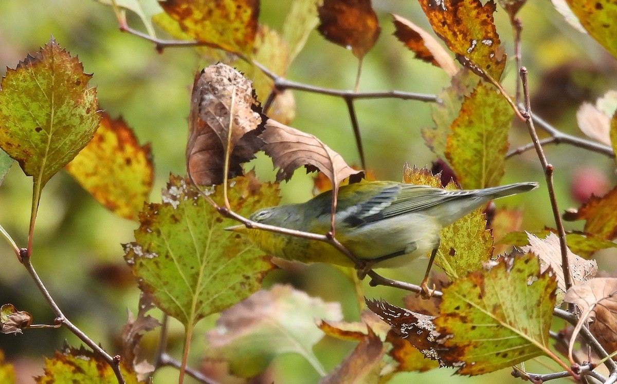Northern Parula - ML642548447