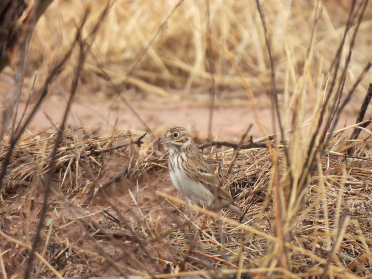 Vesper Sparrow - ML642548450