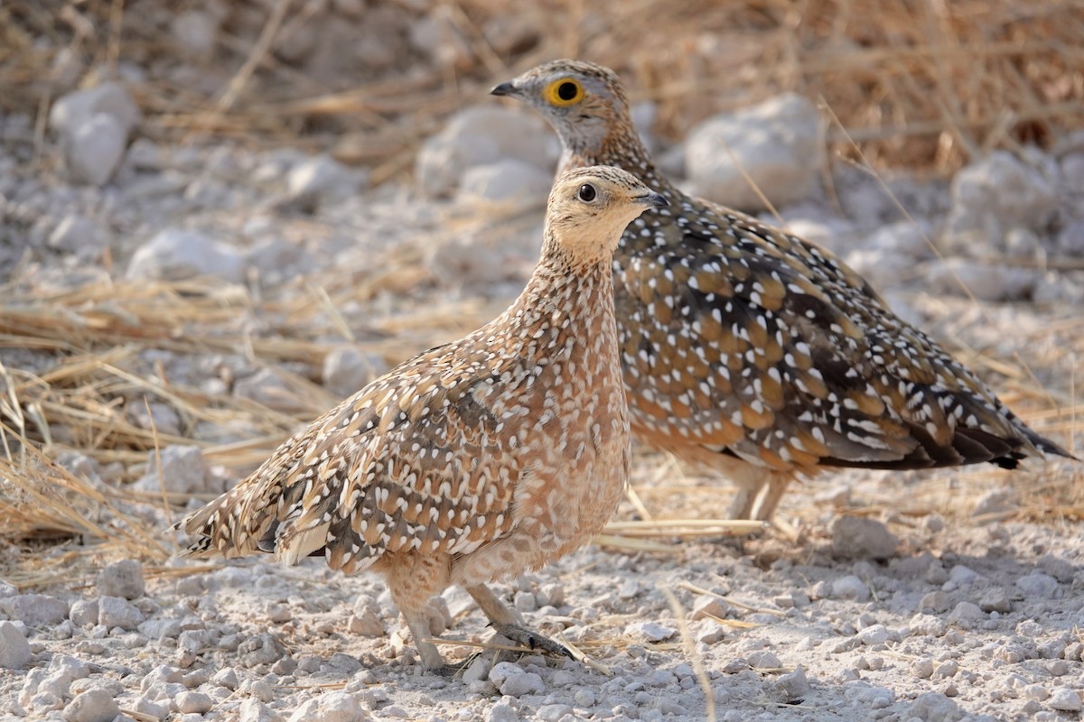 Burchell's Sandgrouse - ML642548467