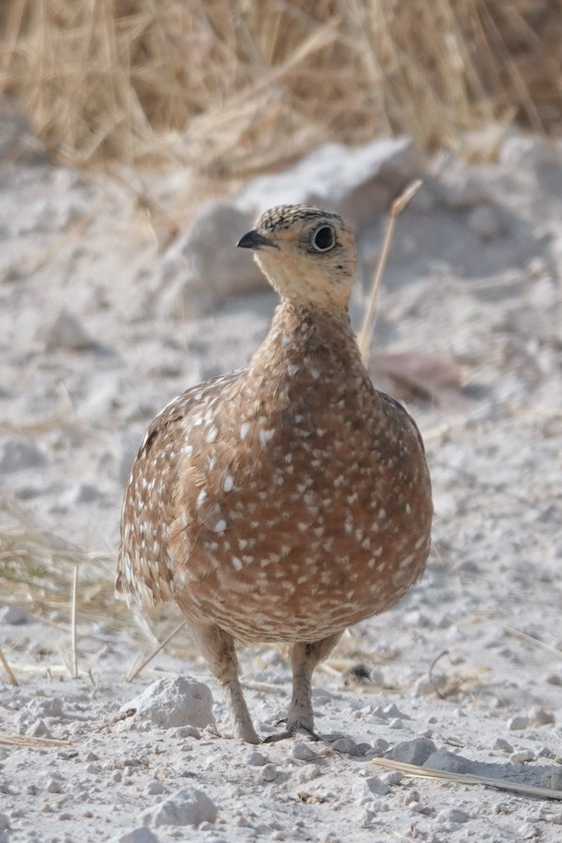 Burchell's Sandgrouse - ML642548468