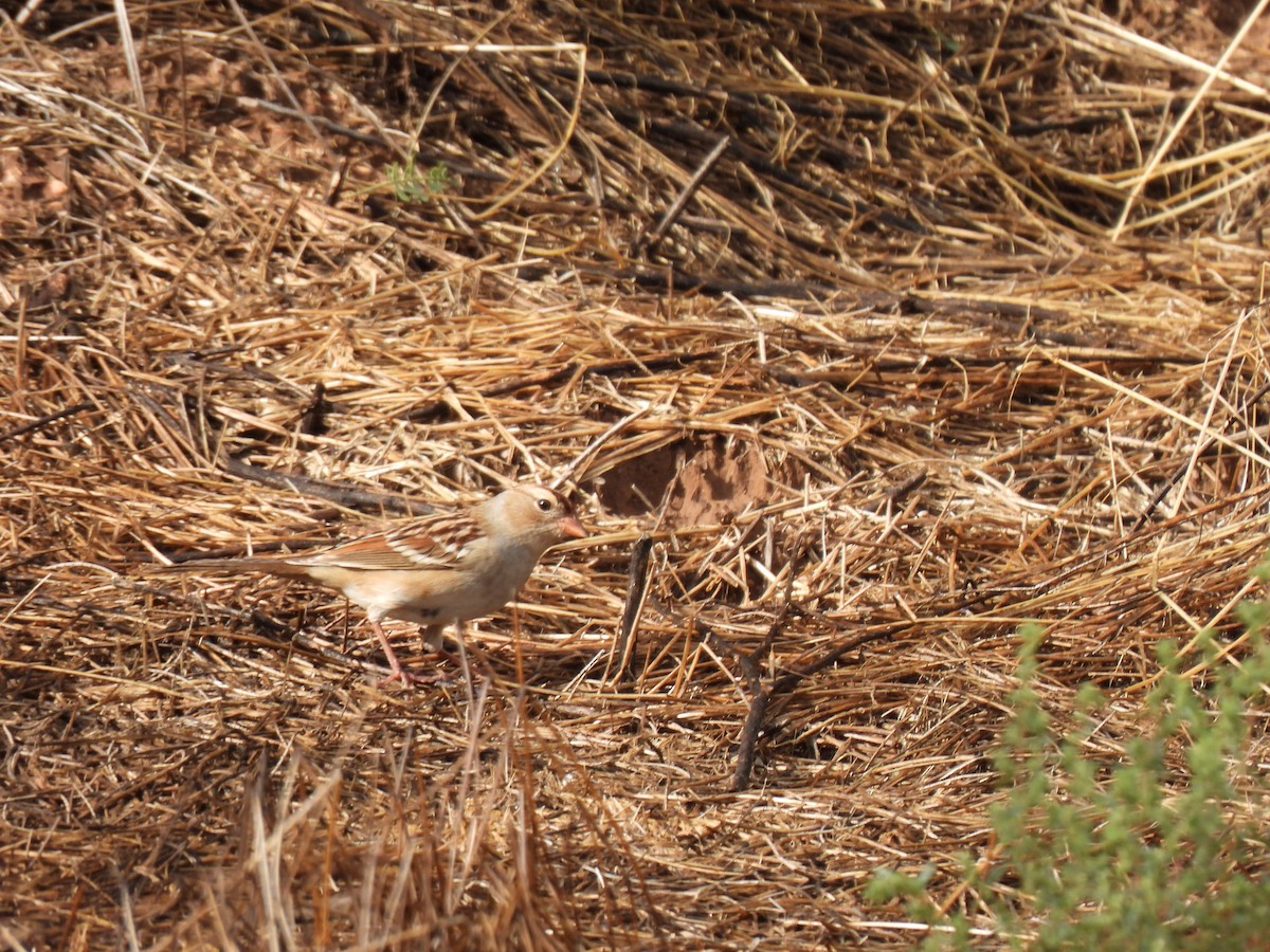 White-crowned Sparrow - ML642548471