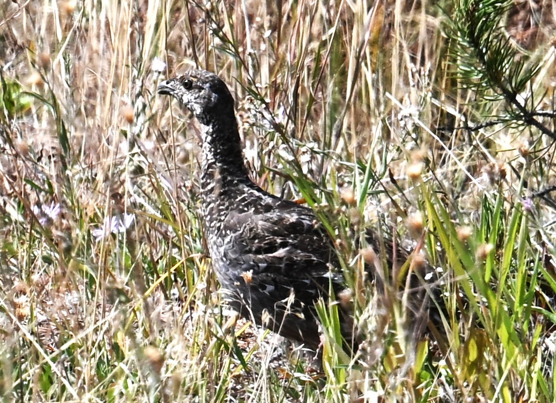 Dusky Grouse - ML642548483