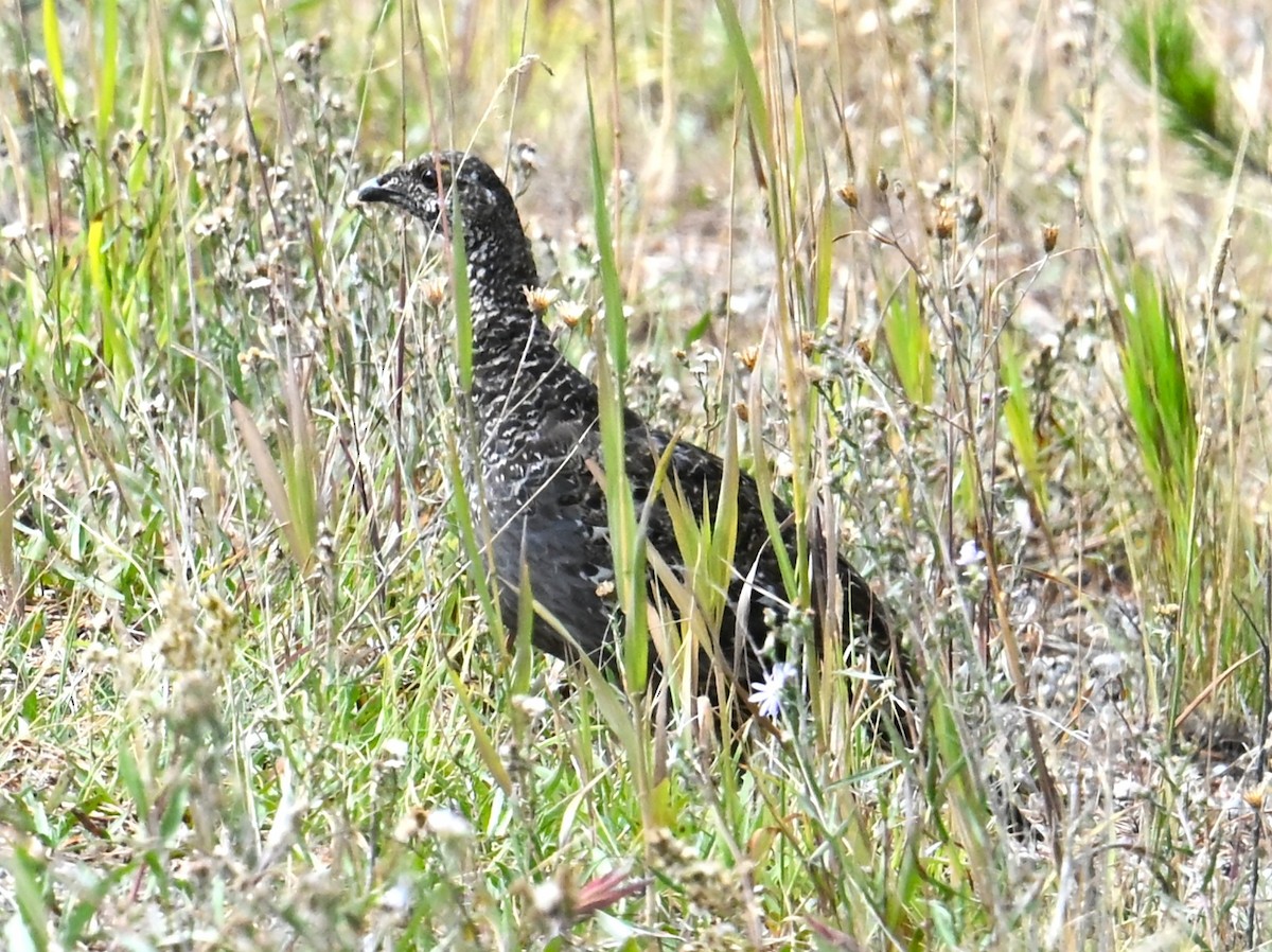 Dusky Grouse - ML642548484