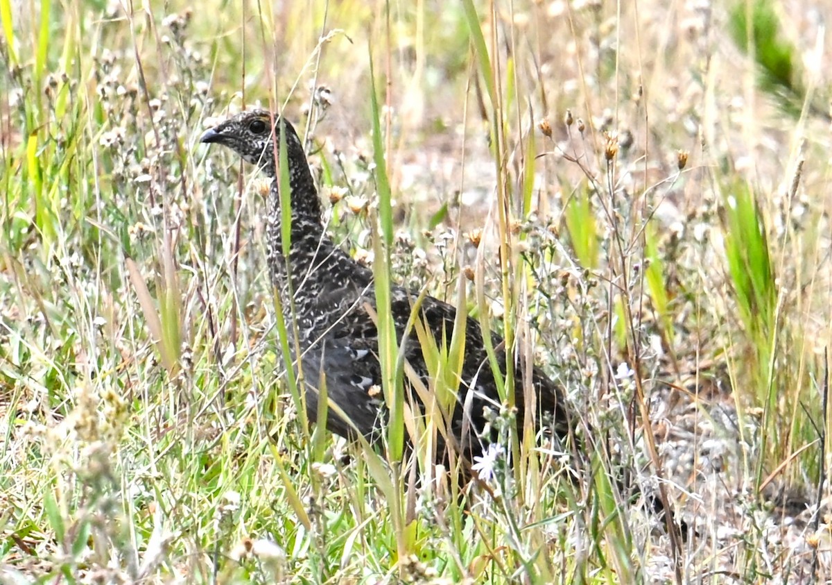 Dusky Grouse - ML642548485